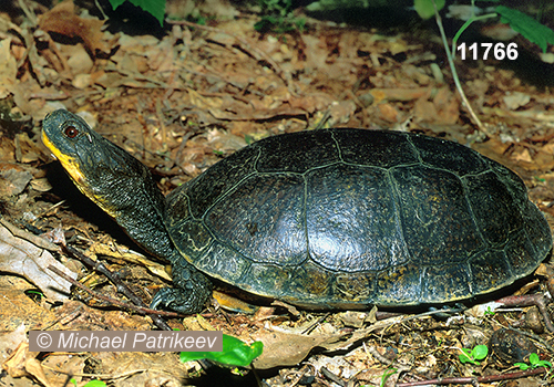 Blanding's Turtle (Emydoidea blandingii) at Long Point, Ontario, Canada